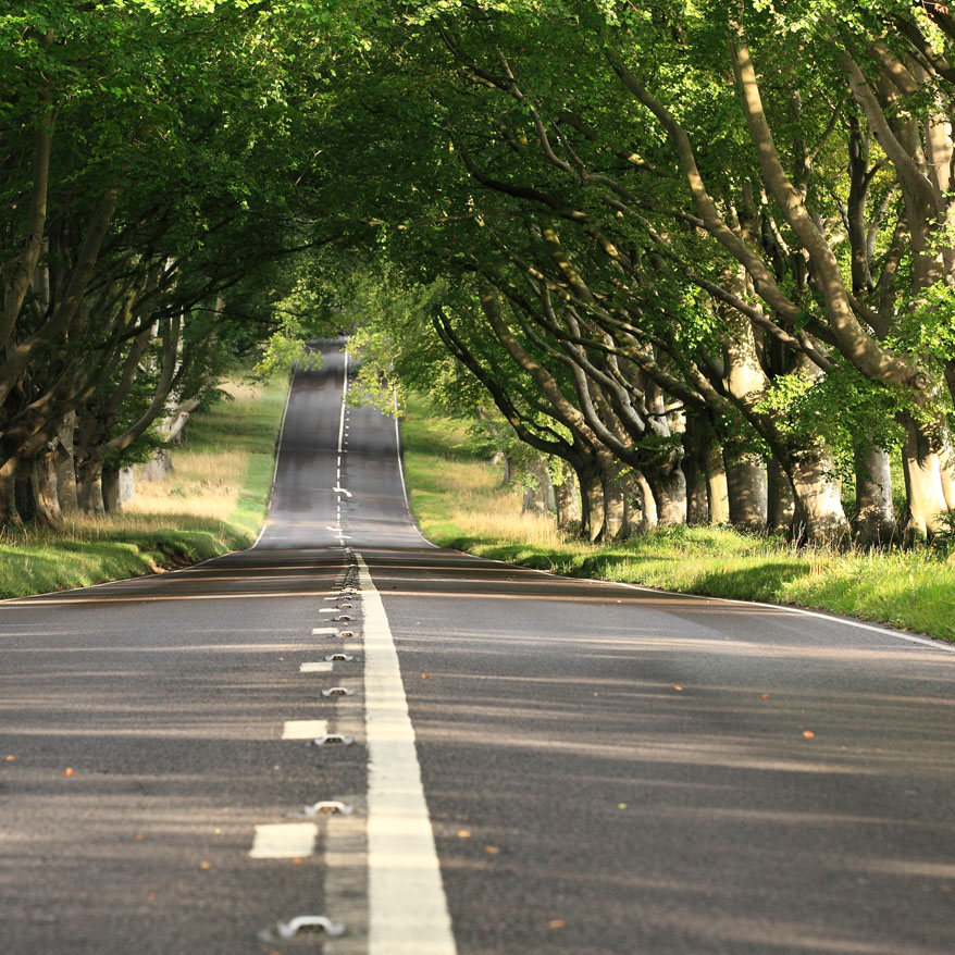 Photo of a road with trees lining either side