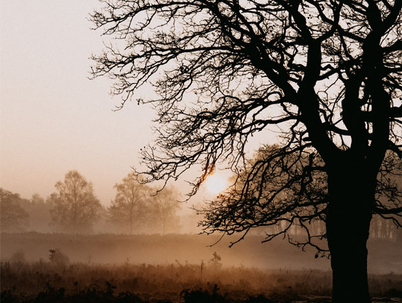 Photo of a tree in a field surrounded by fog with the sun coming up in the background