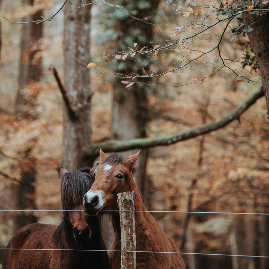 Photo of 2 horses in a forest