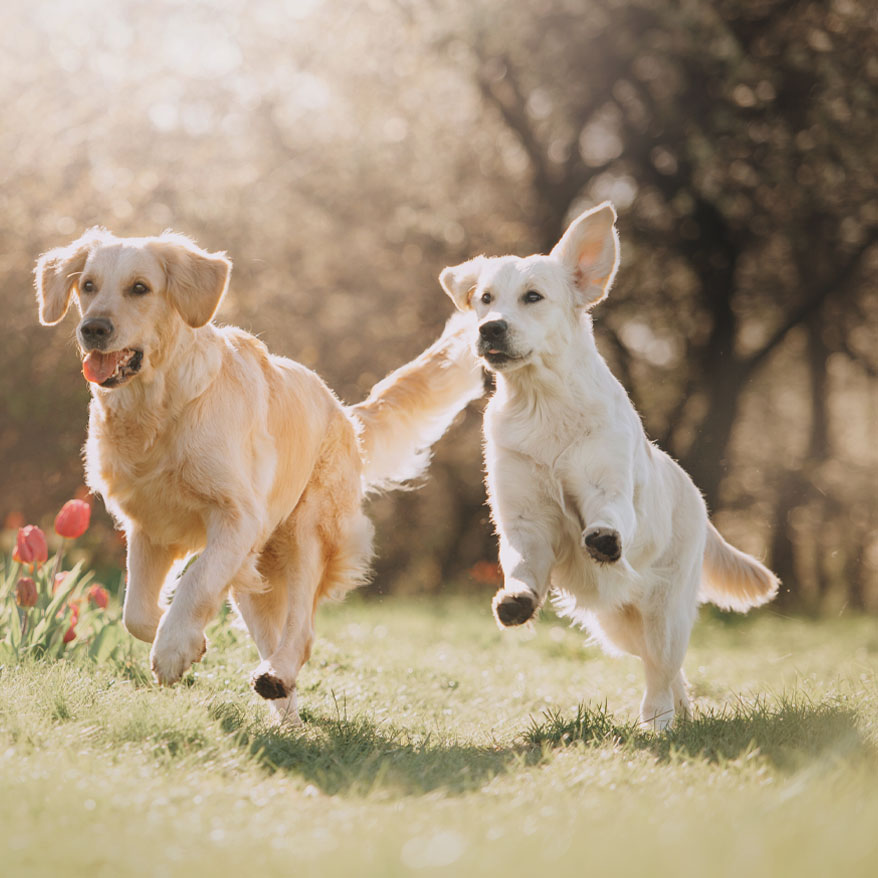 Photo of 2 dogs running past some tulips